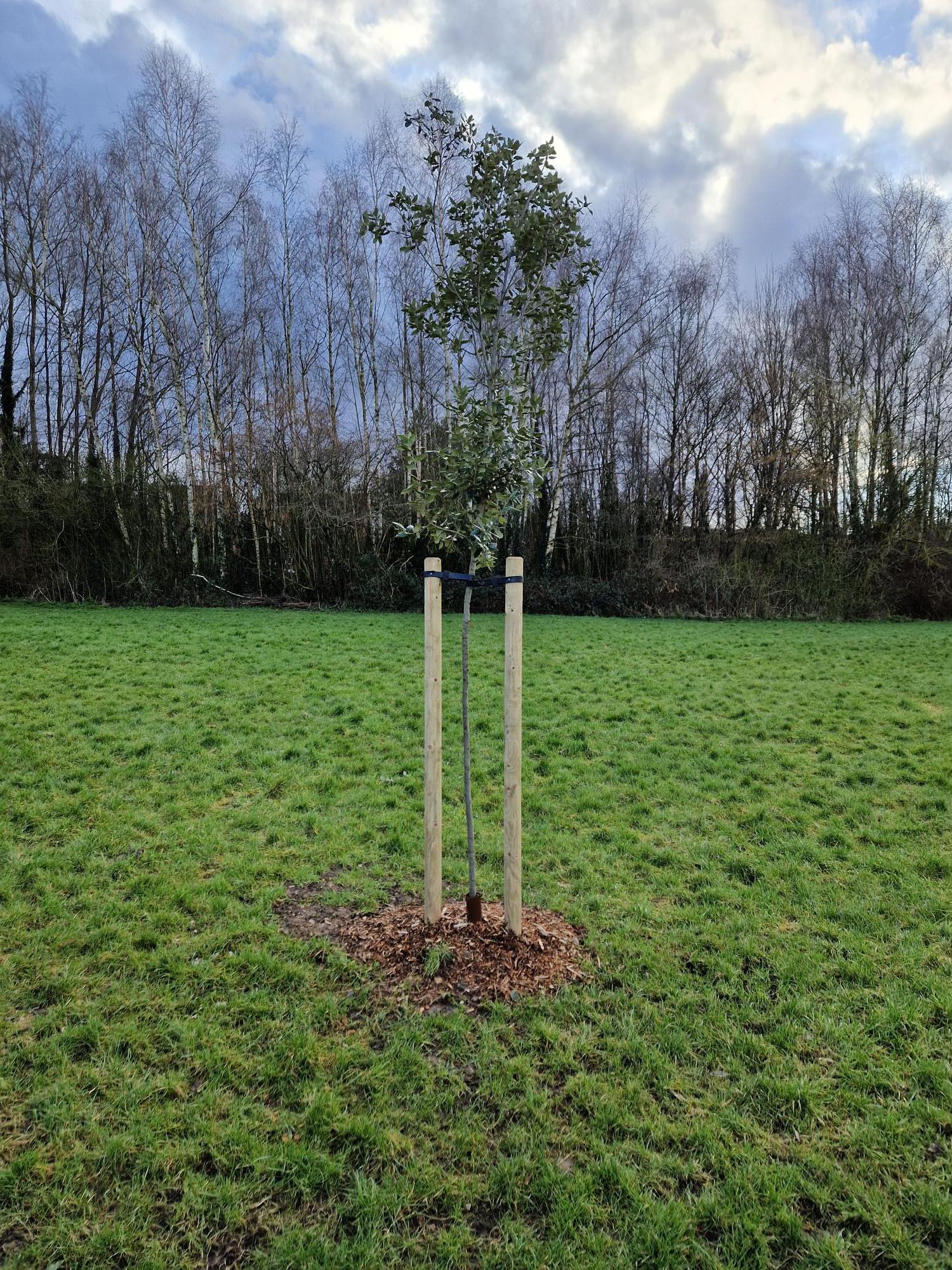 Tree 1