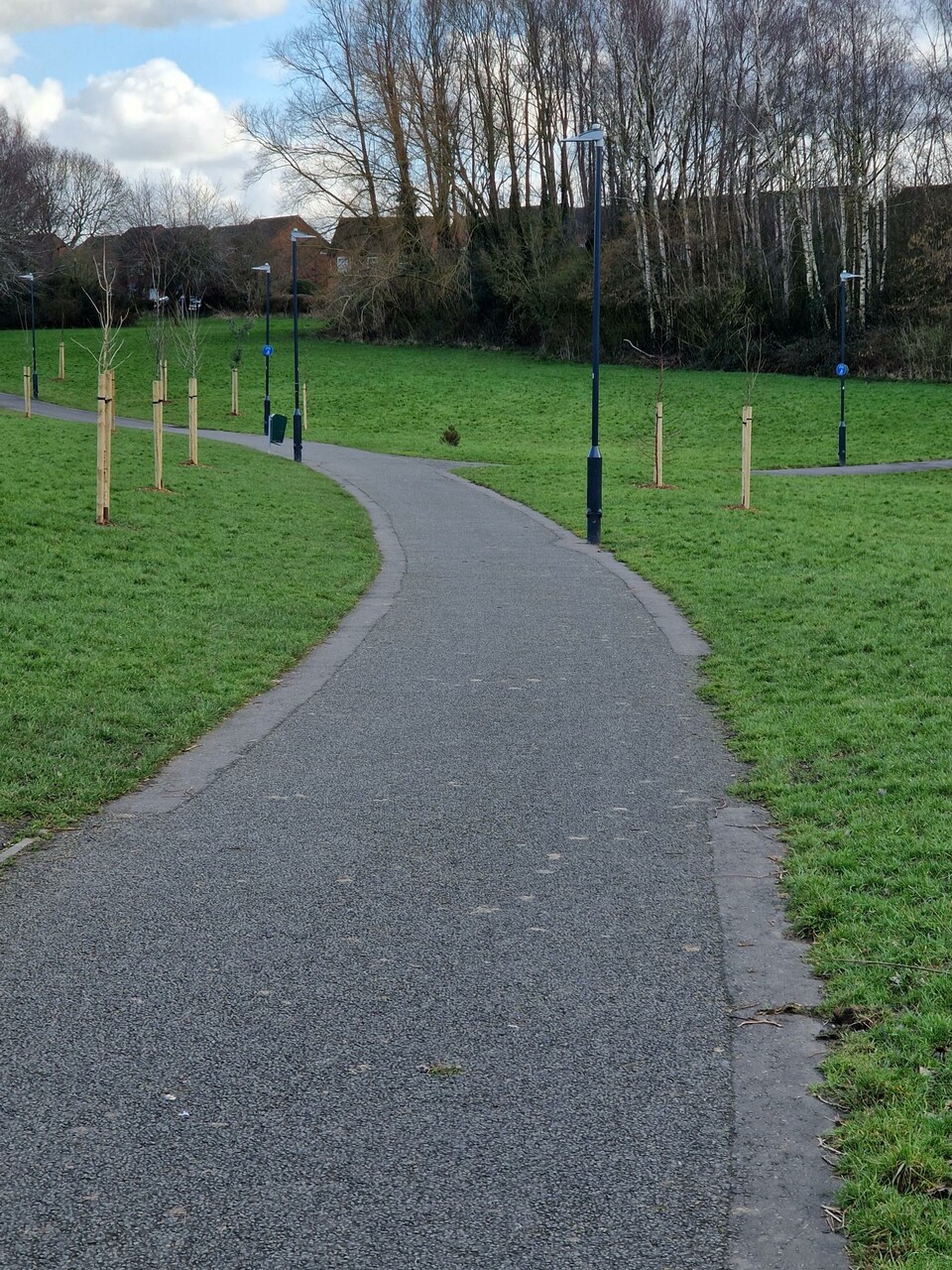 Trees pathway