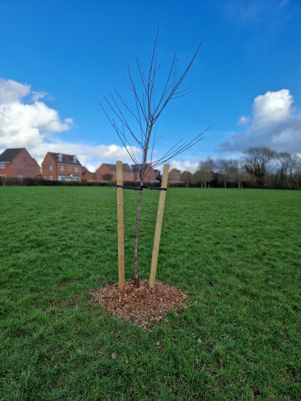 Tree 2
